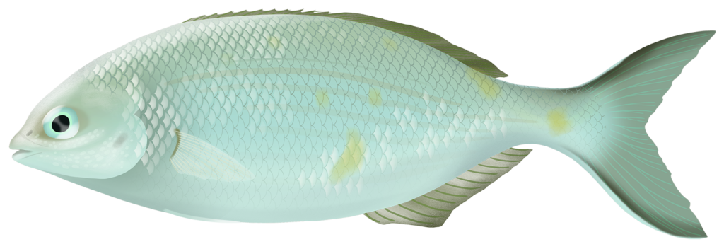Western Buffalo Bream - Kyphosus Cornelii | Marinewise