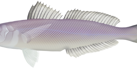 Northern Whiting - Marinewise