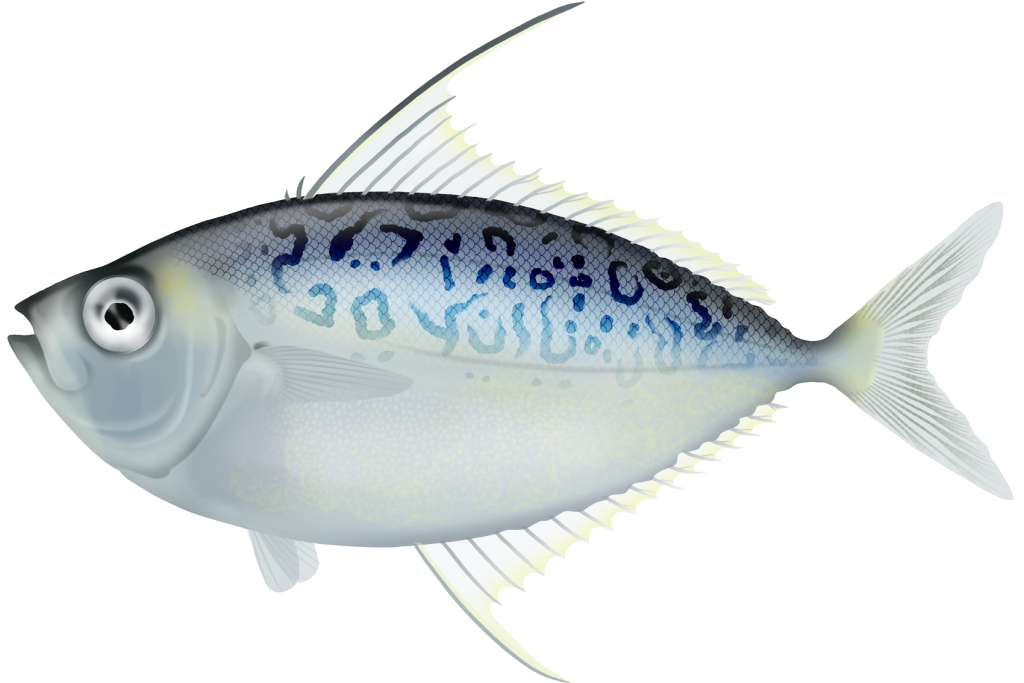 Whipfin Ponyfish - Leiognathus Leuciscus | Marinewise