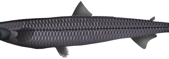 Smallscale Waryfish - Marinewise