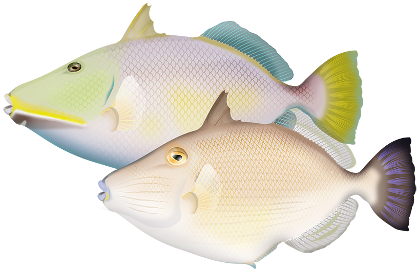 Bridled Triggerfish - Sufflamen Fraenatum | Marinewise