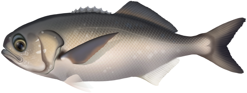 Blue-eye Trevalla - Hyperoglyphe Antarctica | Marinewise