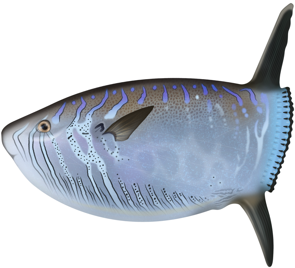 Slender Sunfish - Ranzania Laevis | Marinewise