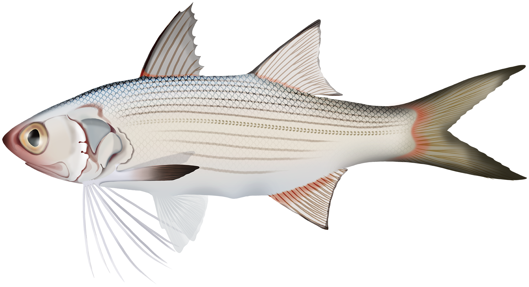 Threadfin Striped Threadfin - Polydactylus Plebius | Marinewise