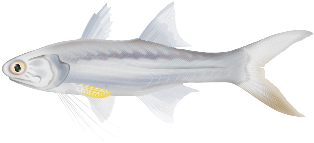 Threadfin Blue Threadfin - Euletheronema Tetradactylum | Marinewise