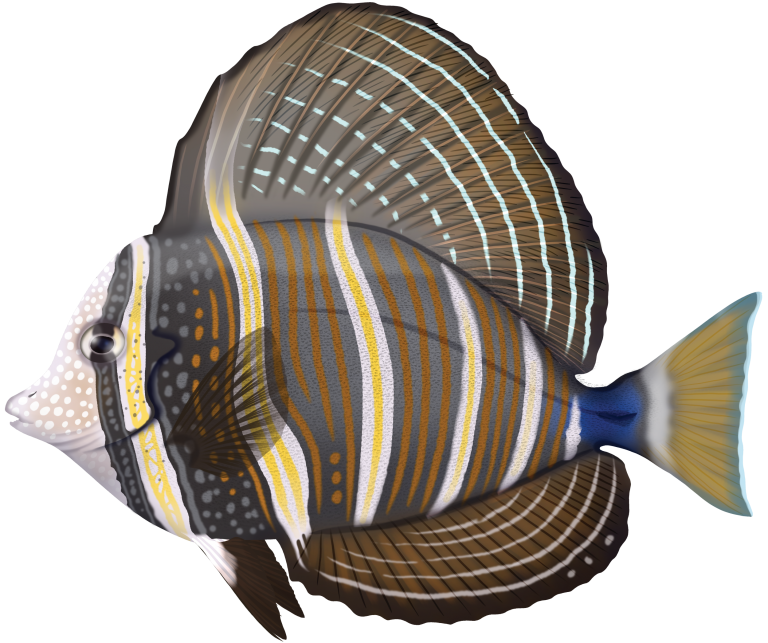 Sailfin Tang - Zebrasoma Velliferum | Marinewise