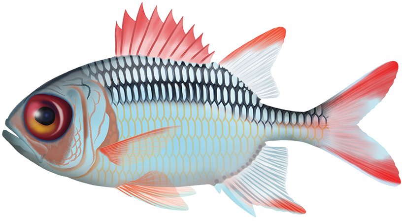 Violet Shellfish Violet Soldierfish - Myripristis Violacea | Marinewise