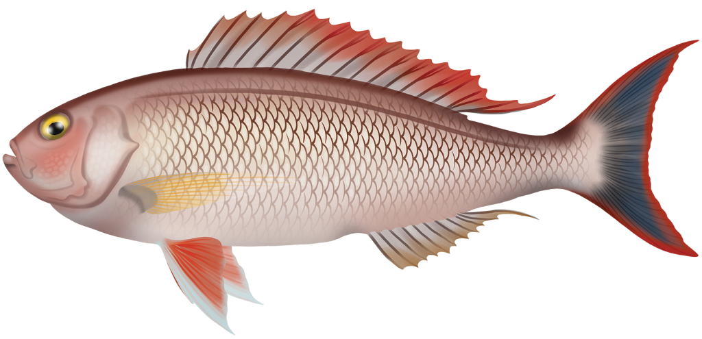 Rosey Snapper Rosy Snapper - Pristipomoides Filamentosus | Marinewise
