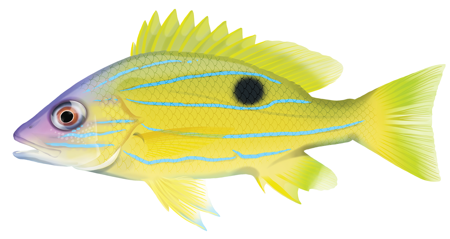 Fiveline Snapper - Lutjanus Quinquelineatus | Marinewise Fiveline Snapper - Lutjanus Quinquelineatus | Marinewise