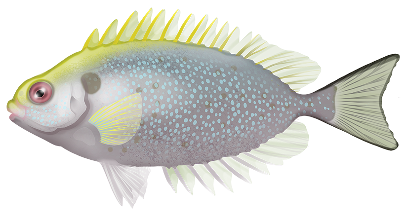 Black Rabbitfish - Siganus Fuscescens | Marinewise