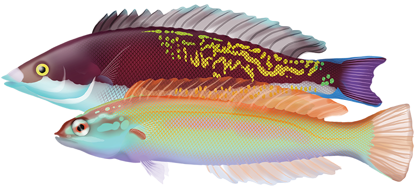 Japanese Wrasse - Pseudocoris Yamashiroi | Marinewise
