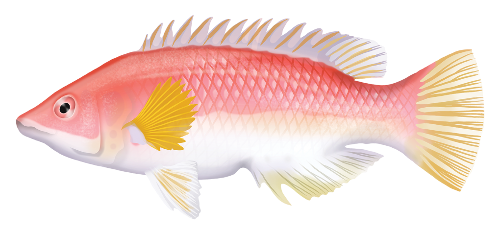 Yellowfin Pigfish - Bodianus Flavipinnis | Marinewise