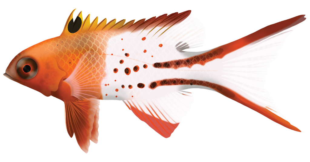 Pig Fish Bug Lyretail Pigfish - Bodianus Anthioides | Marinewise