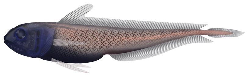 Arrowtail Cod - Melanonus Zugmayeri | Marinewise
