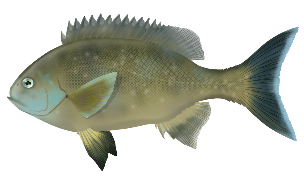 Western Rock Blackfish - Girella Tephraeops | Marinewise