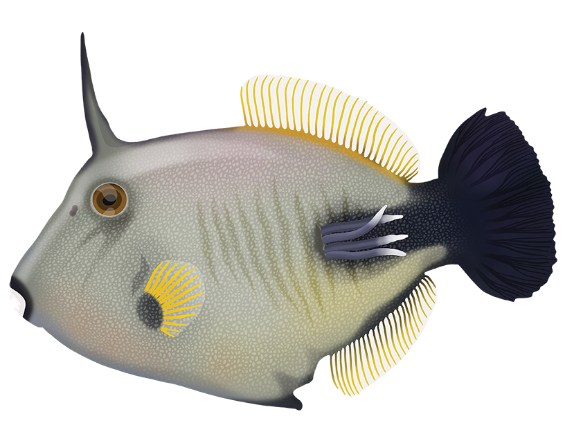 Broom Filefish - Amanses Scopas | Marinewise