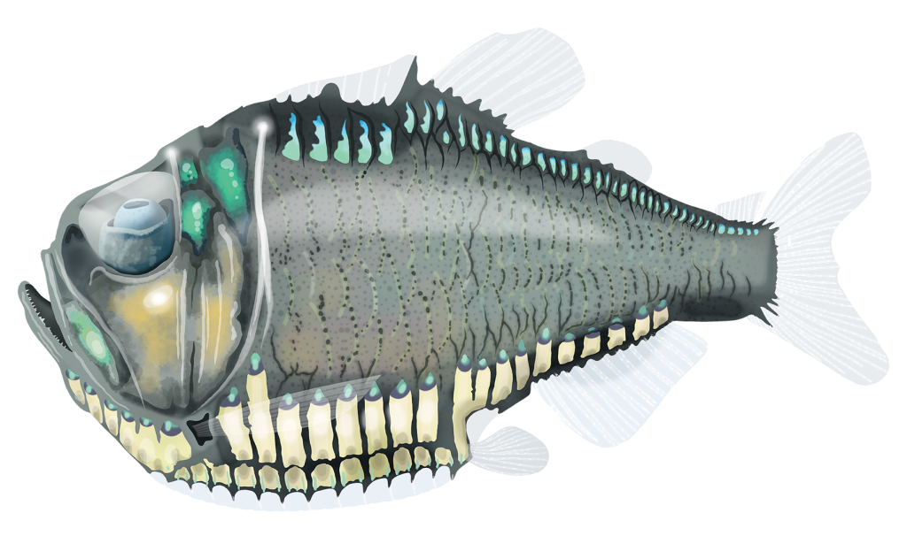 Gatcher Fish Giant Hatchetfish - Argyropelecus Gigas | Marinewise