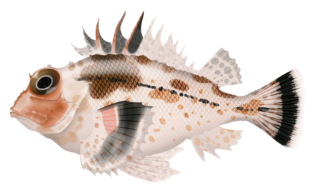 Themisis Fish Thetis Fish - Neosebastes Thetidis | Marinewise