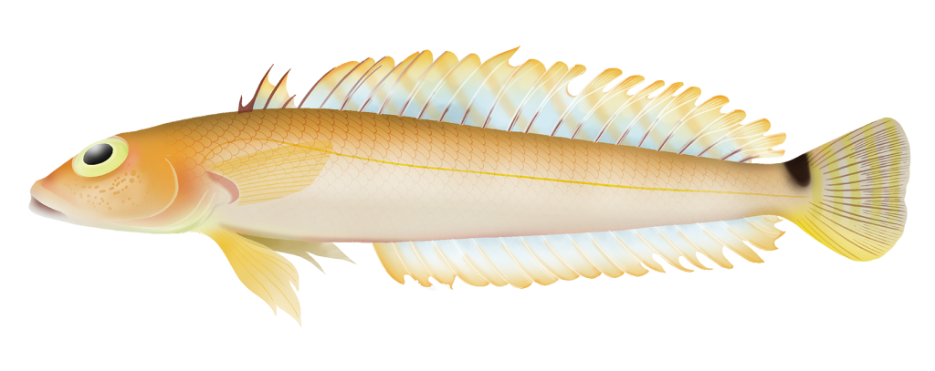 Banded Grubfish - Parapercis Striolata | Marinewise