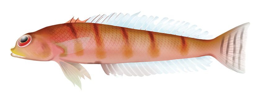 Narrowbarred Grubfish - Parapercis Macrophthalma | Marinewise