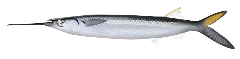 Three Gar Fish Three-by-two Garfish - Hemiramphus Robustus | Marinewise
