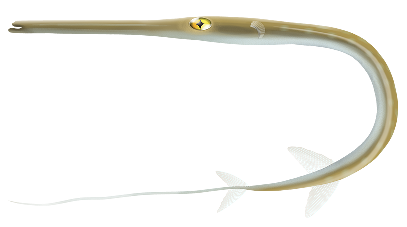 Rough Flutemouth - Fistularia Petimba | Marinewise
