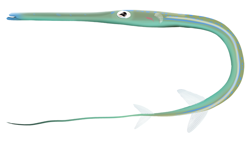 Smooth Flutemouth - Fistularia Commersonii | Marinewise