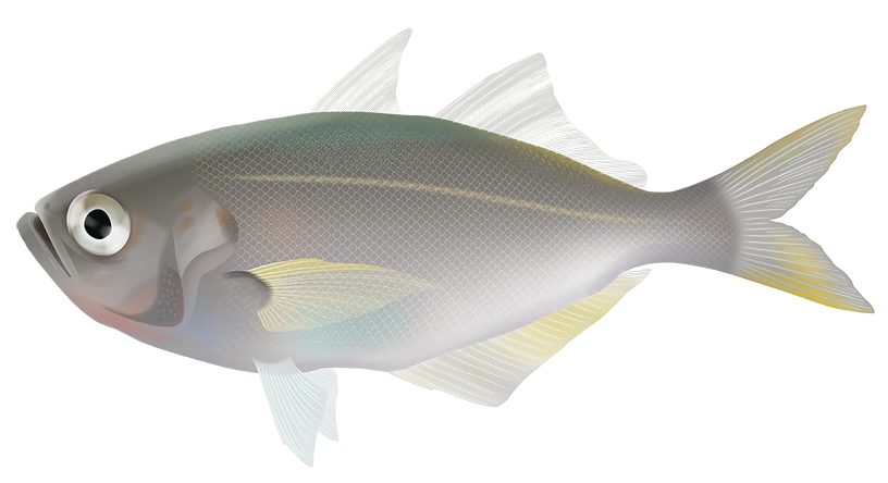 False Trevally Lactarius Lactarius Marinewise