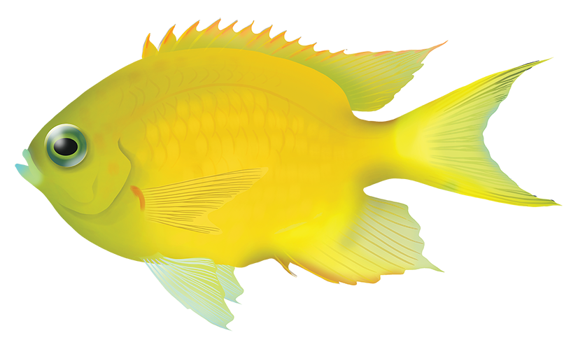 Yellow Poller Yellow Puller - Chromis Analis | Marinewise