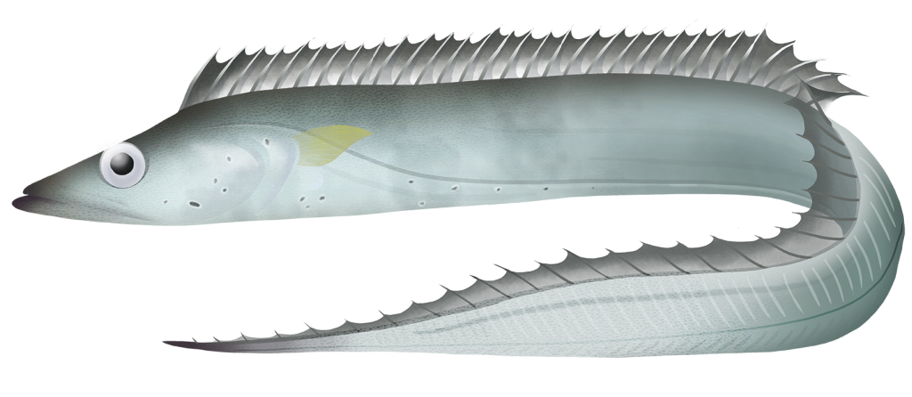 Largehead Hairtail Trichiurus Lepturus Marinewise