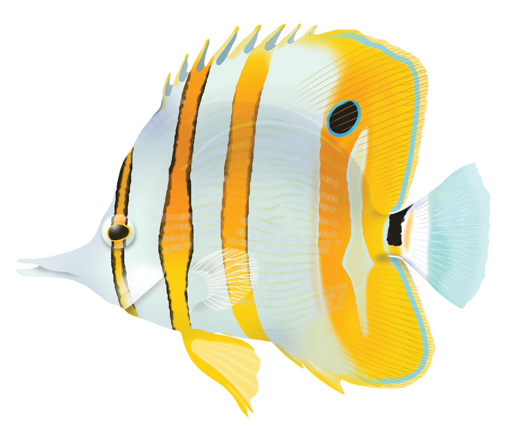 Beaked Coralfish - Chelmon Rostratus | Marinewise