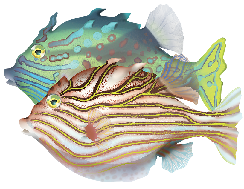Shaw Fish Shaw's Cowfish - Aracana Aurita | Marinewise
