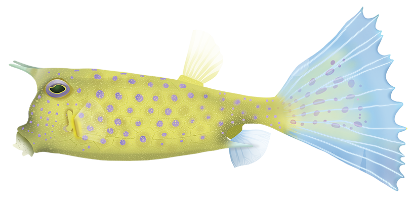 Longhorn Cowfish - Lactoria Cornuta | Marinewise