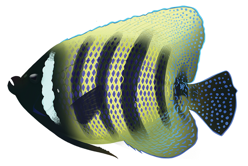 Sixband Angelfish - Pomacanthus Sexstriatus | Marinewise