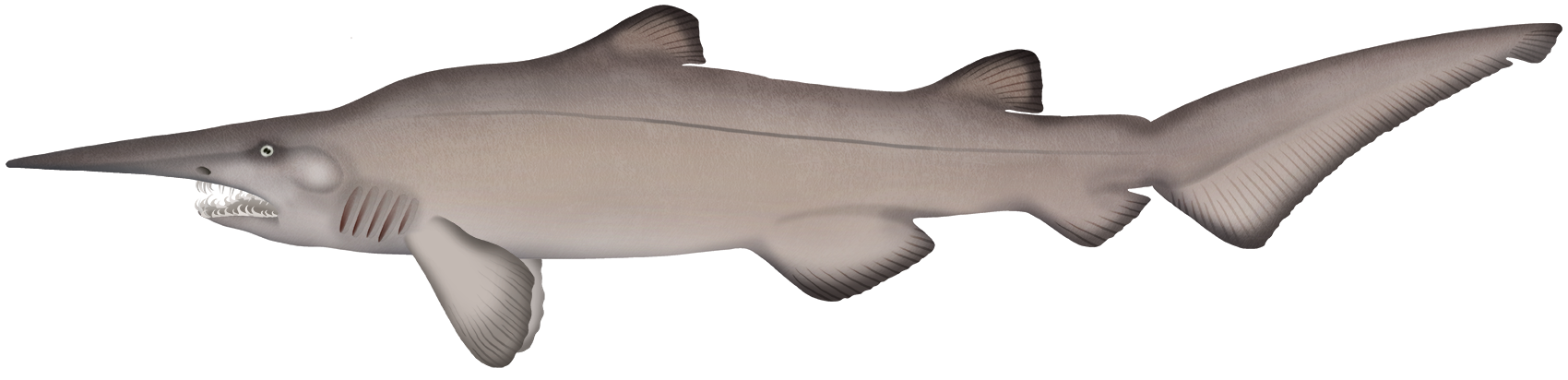 Goblin Shark - Mitsukurina owstoni | Marinewise