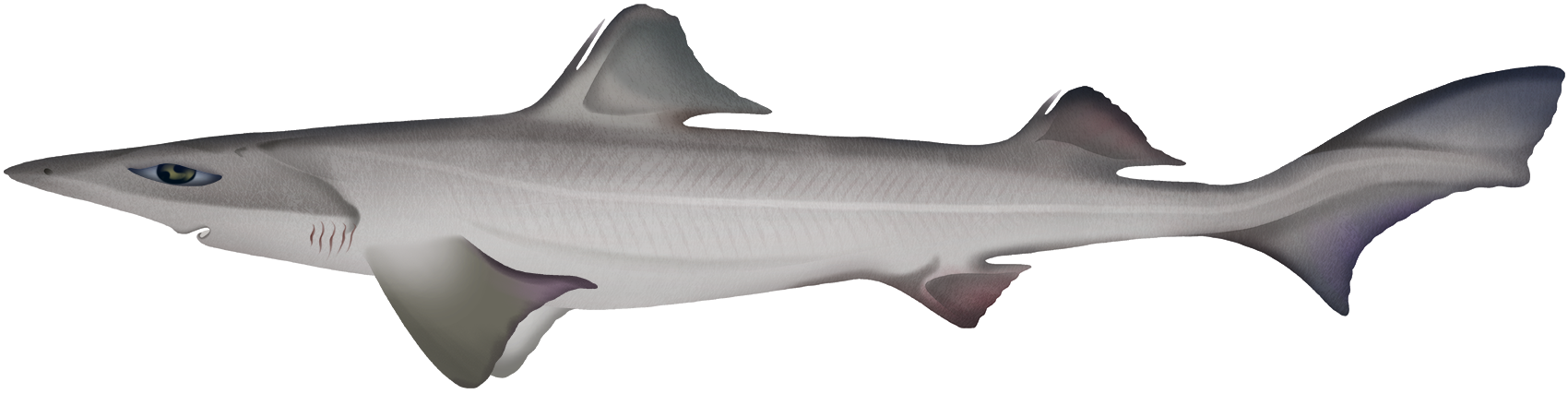 Harrison Fish Harrisson's Dogfish - Centrophorus harrissoni | Marinewise