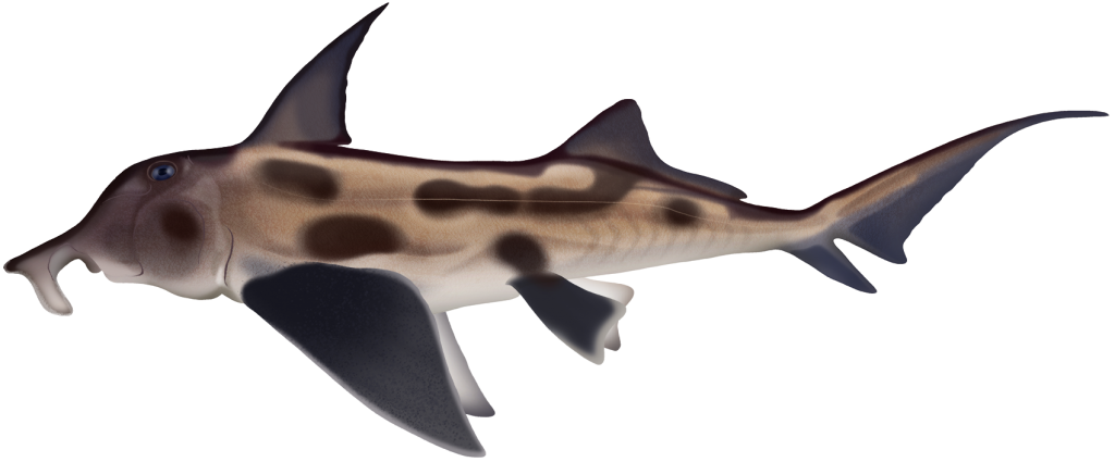 Elephant Fish - Callorhinchus milii | Marinewise