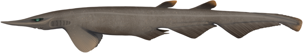 Freckled Catshark - Apristurus sinensis | Marinewise