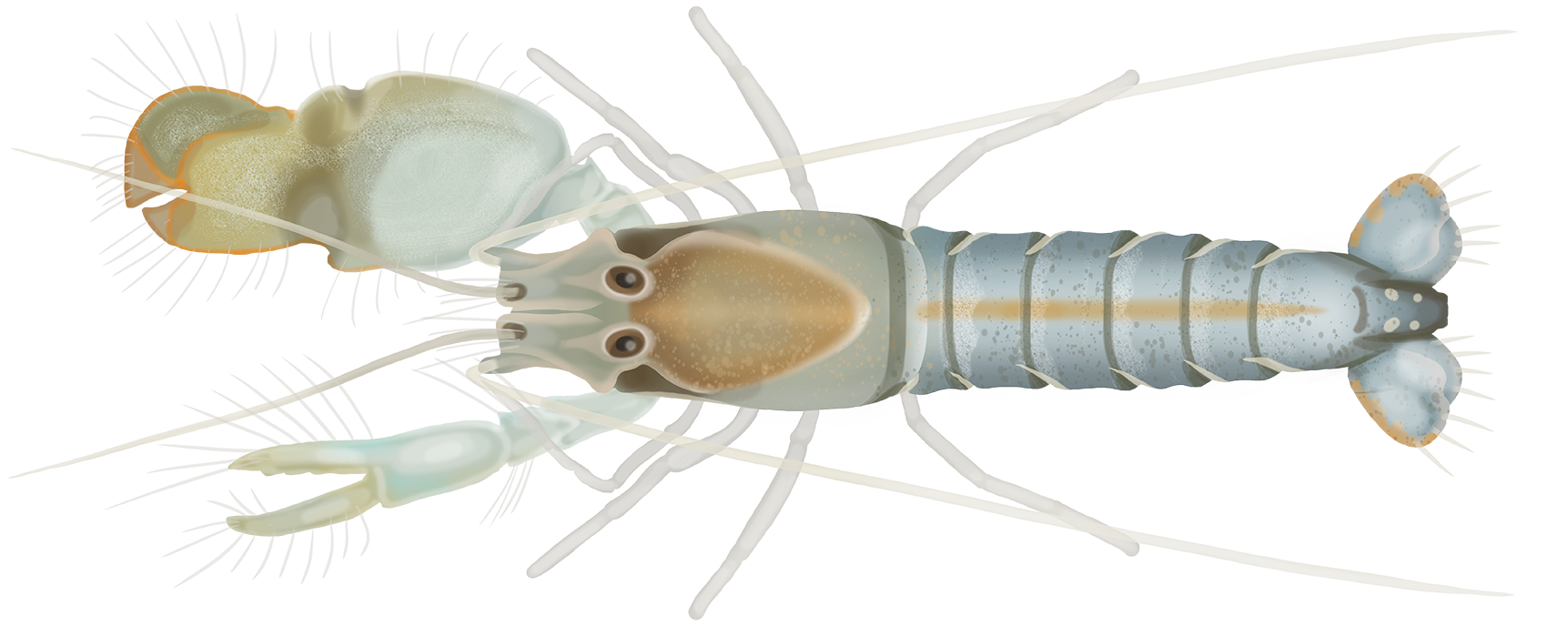 Pistol Shrimp - Synalpheus stimpsonii | Marinewise