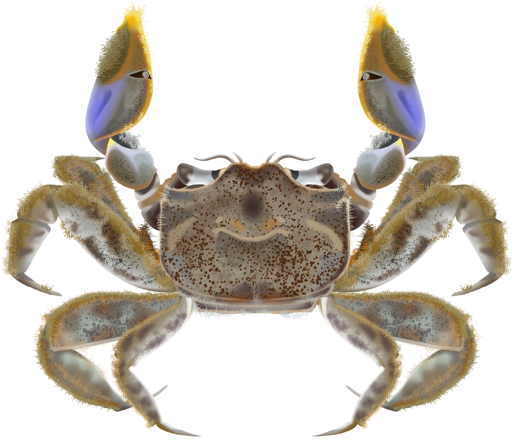 Furry-clawed Crab - Australoplax tridentata | Marinewise