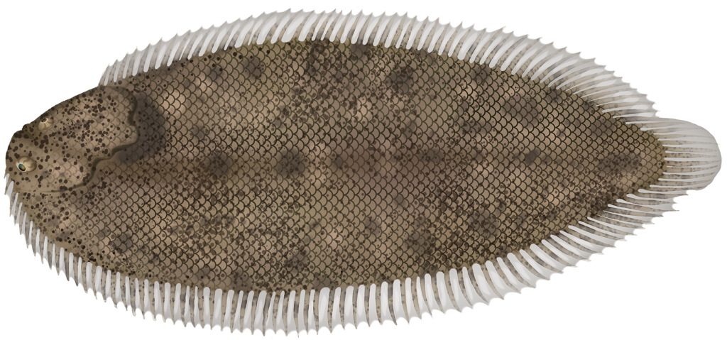 Freshwater Sole - Brachirus selheimi | MarineWise