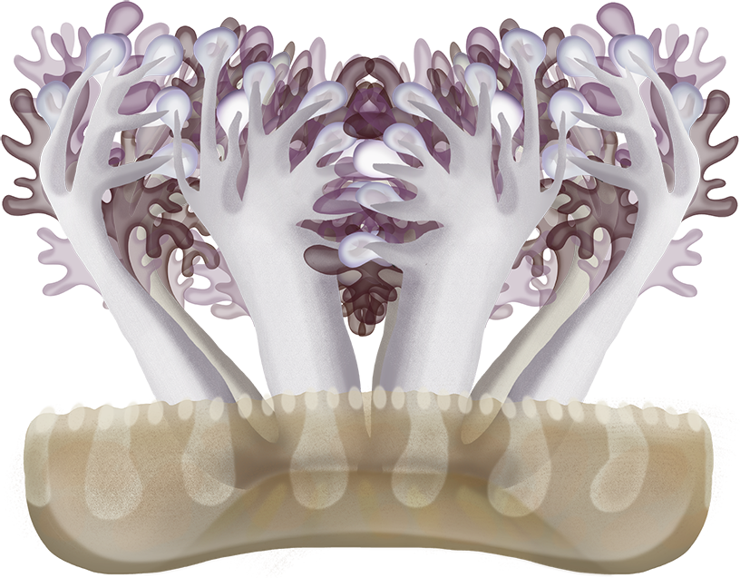 Upside Down Jellyfish - Cassiopea sp. | Marinewise