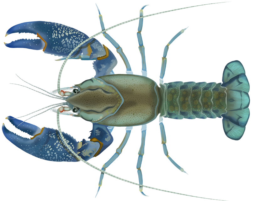 Common Yabby - Cherax destructor | Marinewise