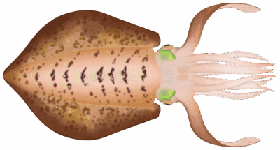 Tiger Squid - MarineWise