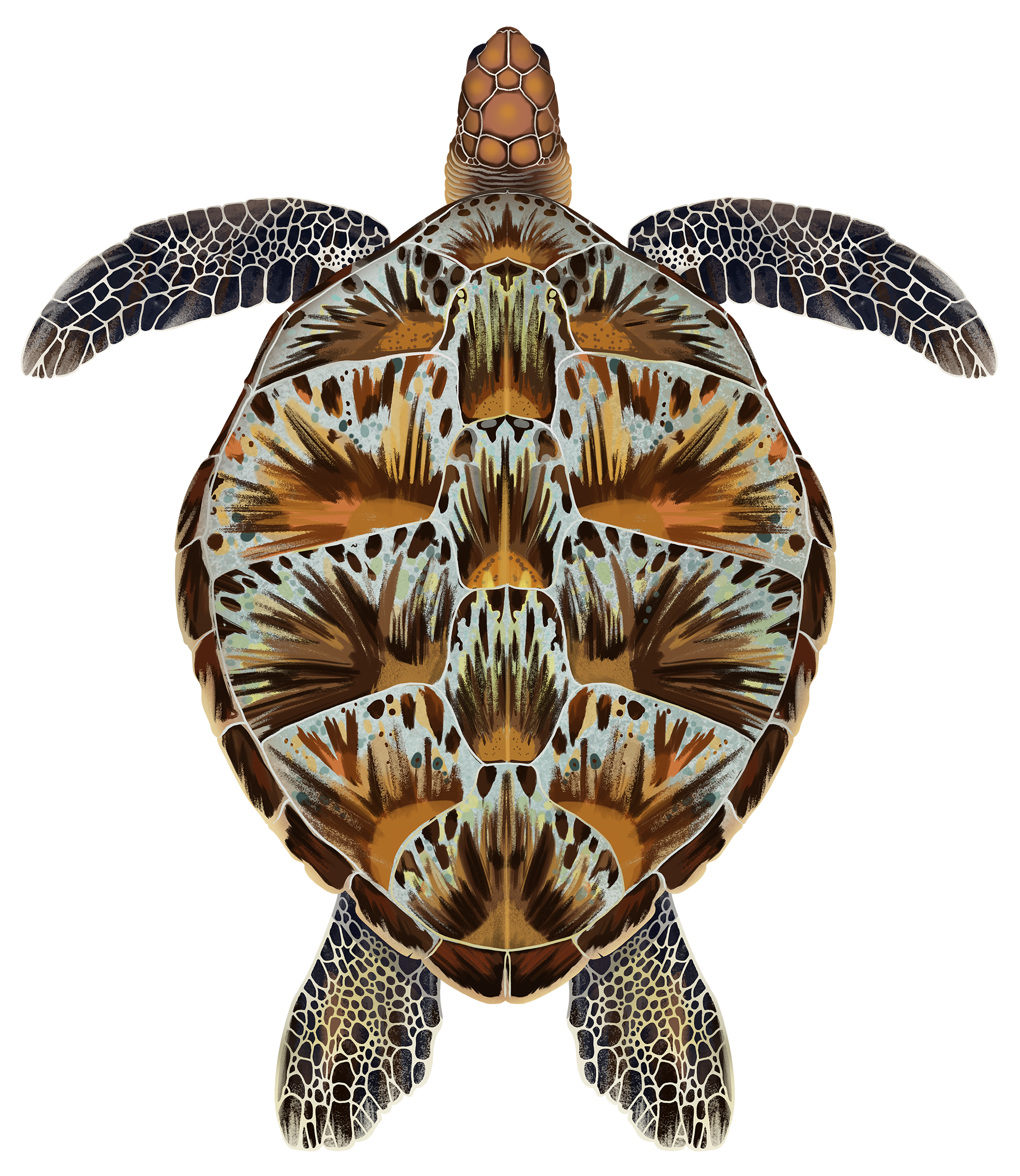Turtle Shell Colors Experimental Evaluation Of Eastern Box Turtle