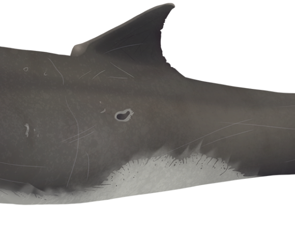 Pygmy Killer Whale - Marinewise