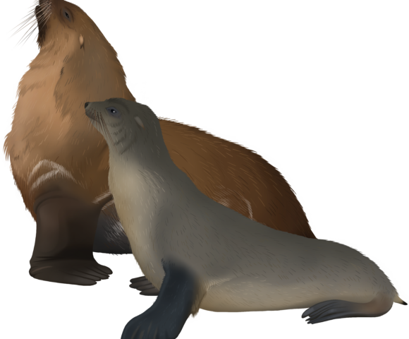 Australian Fur Seal - Marinewise