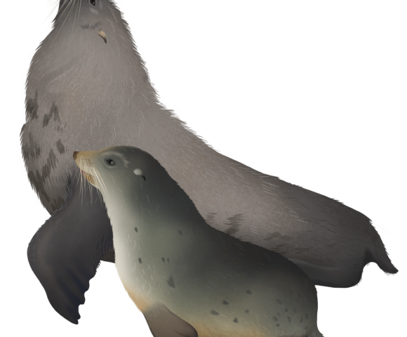 New Zealand Fur Seal - Marinewise