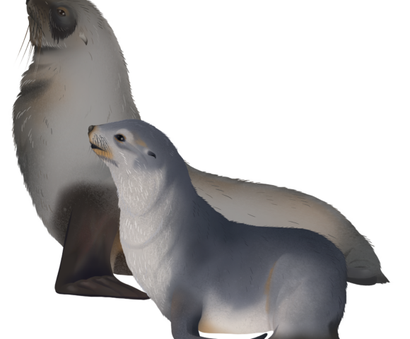 Antarctic Fur Seal - Marinewise