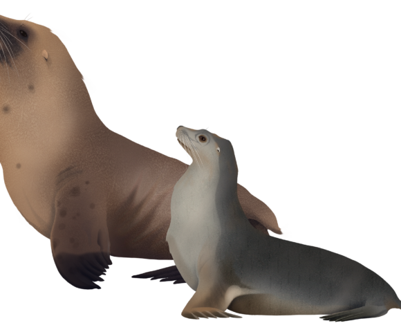 Australian Sea Lion - Marinewise